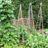 6' 7' and 8' Bamboo Garden Canes - Pack of 10